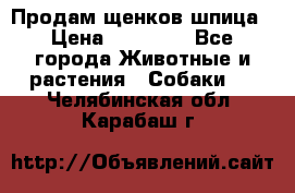 Продам щенков шпица › Цена ­ 25 000 - Все города Животные и растения » Собаки   . Челябинская обл.,Карабаш г.